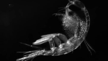 Amphipode Themisto libellula