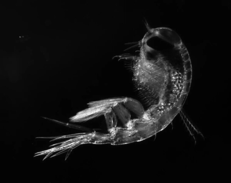 Amphipode Themisto libellula