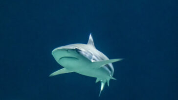 cc https://www.needpix.com/photo/download/1851866/ocean-fish-predatory-fish-hai-free-pictures-free-photos-free-images-royalty-free-free-illustrations, modified,