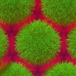 Simulation of Microgels