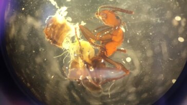 Mécanismes de contrôle mental : un parasite altérant le cerveau transforme les fourmis en zombies à l'aube et au crépuscule