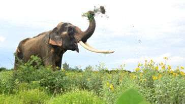 Méga-herbivores : l'arme secrète de la nature contre les plantes envahissantes