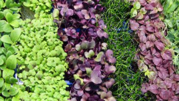 Assorted Microgreens