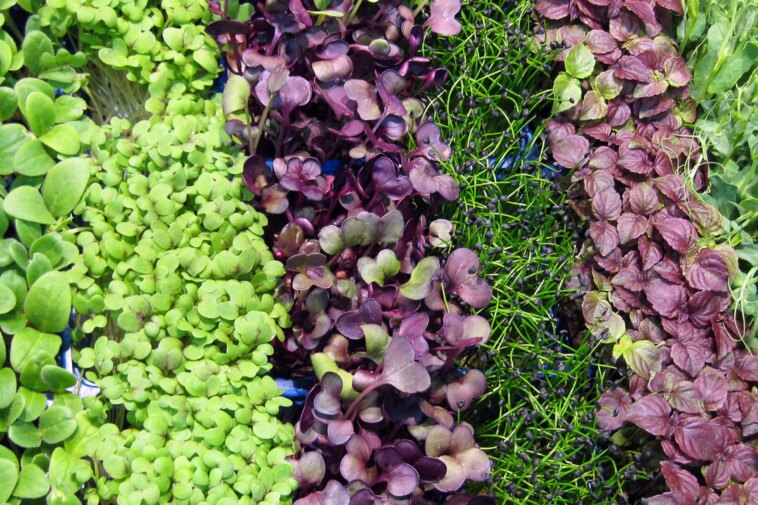 Assorted Microgreens