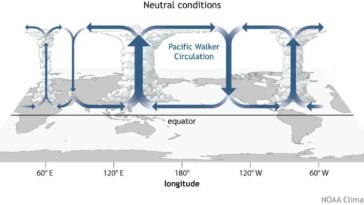 Walker Circulation