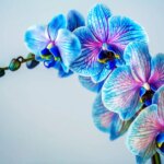 Blue Orchid
