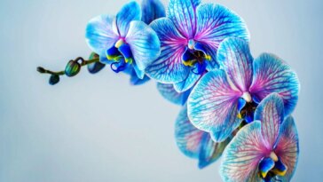 Blue Orchid