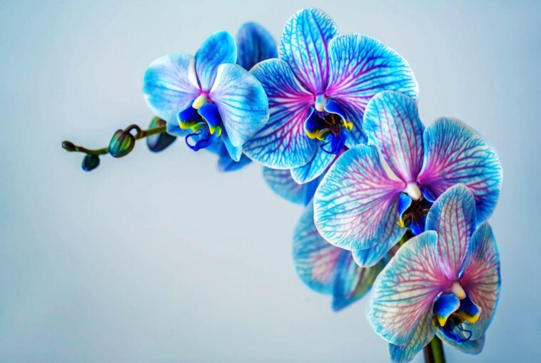 Blue Orchid