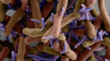 Epibiotic Bacteria Growing on Host Cell