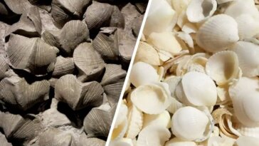 Devonian Brachiopod Fossils and Bivalve Shells