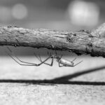 Long-Jawed Spider