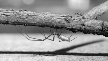 Long-Jawed Spider
