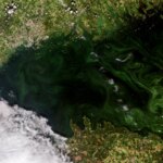 Tourbillons d'émeraude : un satellite capture des proliférations d'algues spectaculaires dans le golfe de Finlande