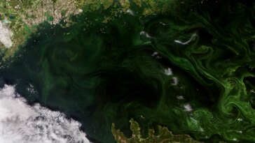 Tourbillons d'émeraude : un satellite capture des proliférations d'algues spectaculaires dans le golfe de Finlande