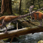 Vectidromeus insularis