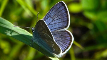 Cyaniris semiargus