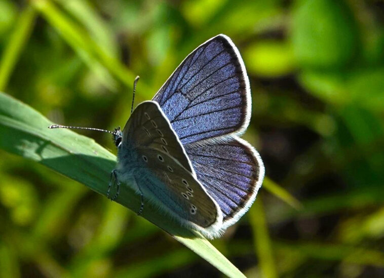 Cyaniris semiargus