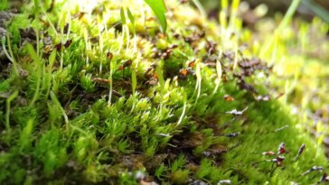 Un fossile vivant menacé – La plus ancienne plante terrestre vivante est en danger à cause du changement climatique