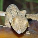 Un maître du déguisement – ​​Des scientifiques découvrent une nouvelle espèce « cryptique » de gecko à queue de feuille