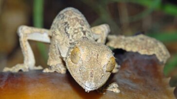 Un maître du déguisement – ​​Des scientifiques découvrent une nouvelle espèce « cryptique » de gecko à queue de feuille