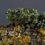 Vietnamese Mossy Frog (Theloderma corticale)