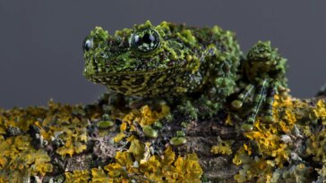 Vietnamese Mossy Frog (Theloderma corticale)