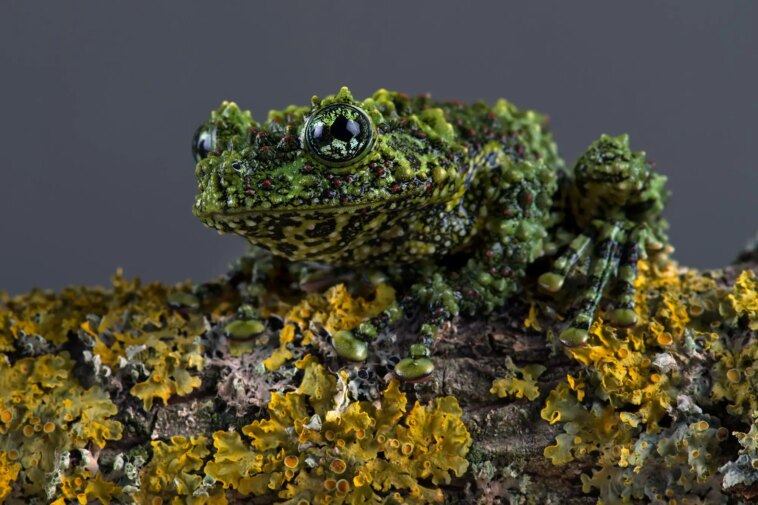 Vietnamese Mossy Frog (Theloderma corticale)