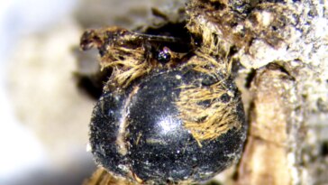 Eucera sp. Preserved Binocular