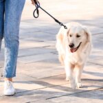 Walking Dog Leash