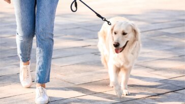 Walking Dog Leash