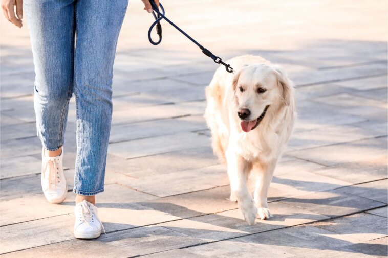 Walking Dog Leash