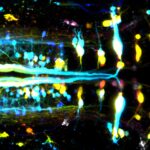 Walking Wonders : décoder les voies neuronales de la locomotion chez les vertébrés