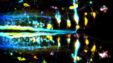 Walking Wonders : décoder les voies neuronales de la locomotion chez les vertébrés