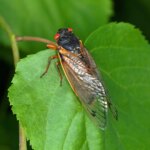 Briser les mythes : les scientifiques règlent un débat de longue date sur les cigales