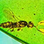 Comme rien vu auparavant – Un nouveau type de guêpe découvert avec de mystérieuses structures semblables à des nuages ​​aux extrémités des antennes