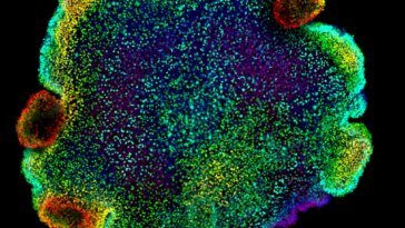 Image of Placozoans Used in the Study