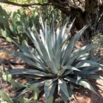 Découverte d'une agriculture ancienne : des espèces rares d'agave pré-contact découvertes en Arizona