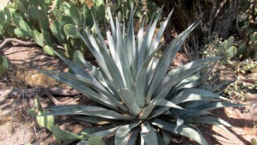 Découverte d'une agriculture ancienne : des espèces rares d'agave pré-contact découvertes en Arizona