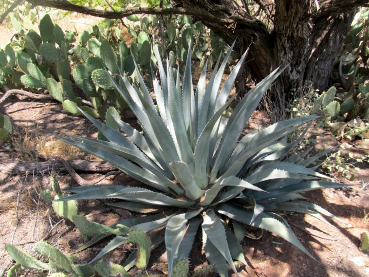 Découverte d'une agriculture ancienne : des espèces rares d'agave pré-contact découvertes en Arizona