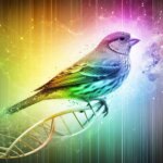 Décryptage de l'évolution : une étude historique met en lumière les pinsons emblématiques de Darwin Rainbow Finch Evolution