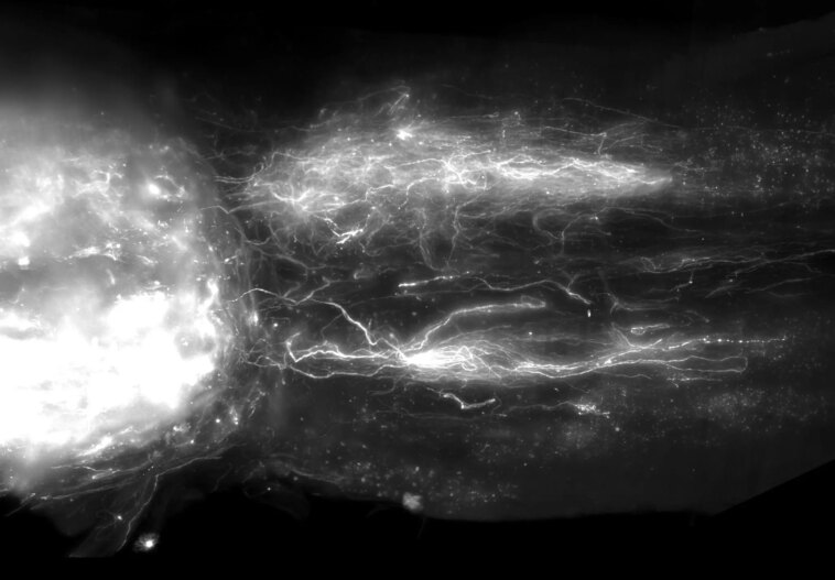 Défier « l’impossible » – Inverser la paralysie grâce à la régénération de la moelle épinière