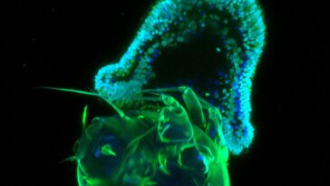 Early Planula Larval Stage of the Sea Anemone Aiptasia