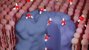 Rapid Passage of Magnetic Water Molecules into Cells