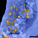 Des paléontologues découvrent les secrets des pigments de gingembre provenant de grenouilles vieilles de 10 millions d'années Feather Melanosomes SEM