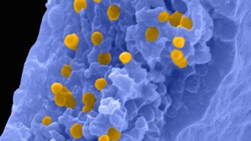 Feather Melanosomes SEM
