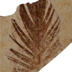 Green River Formation Fossil Feather