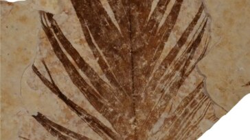 Green River Formation Fossil Feather