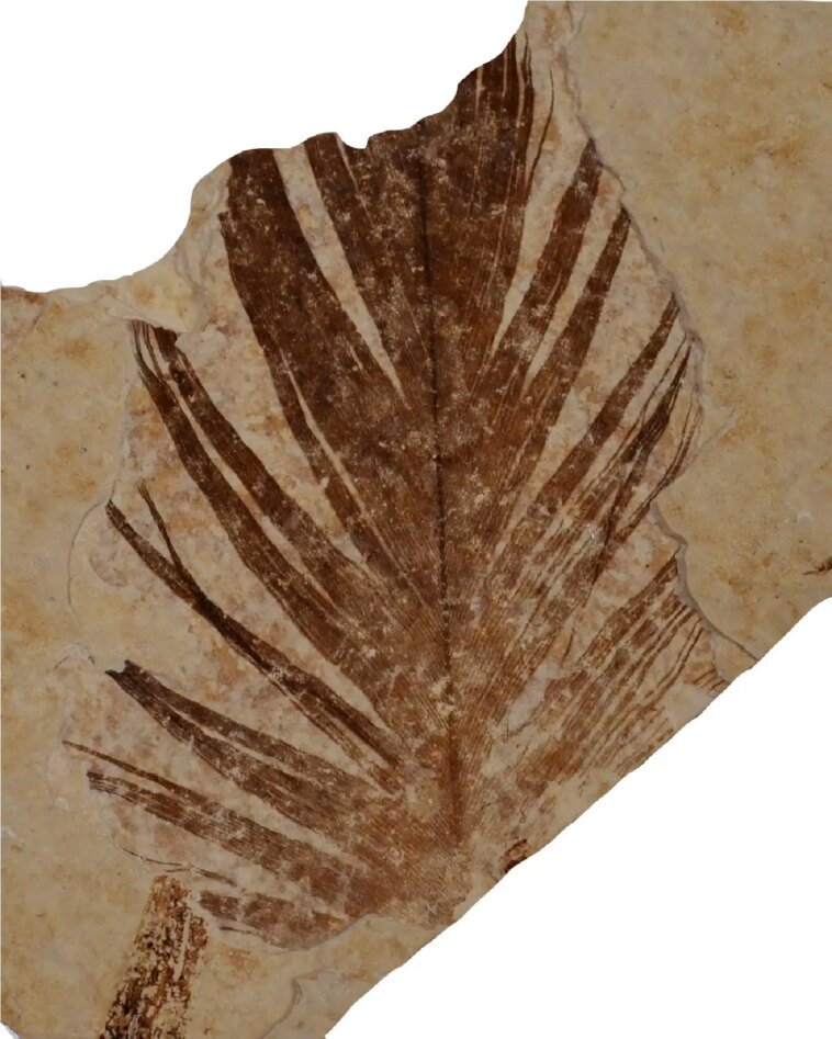 Des plumes de dinosaures vieilles de 125 millions d'années révèlent des traces de protéines anciennes Green River Formation Fossil Feather