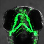 Four-Day-Old Zebrafish