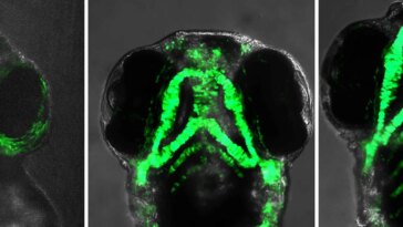 Four-Day-Old Zebrafish